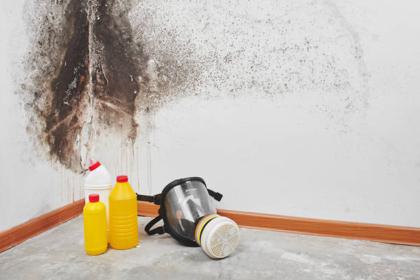 Best Mold Remediation for Schools in Fife Heights, WA