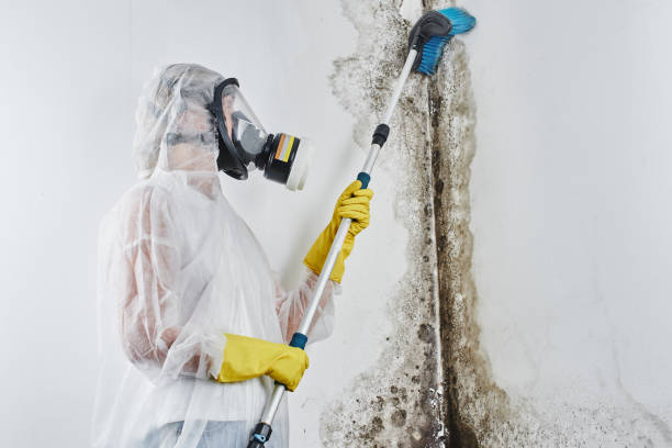 Best Industrial Mold Remediation in Fife Heights, WA