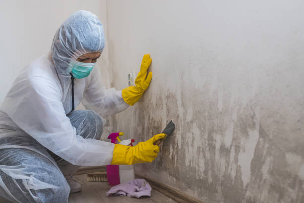 Best DIY Mold Remediation Support Services in Fife Heights, WA