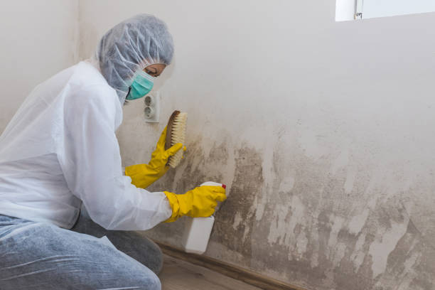 Insurance-Related Mold Remediation