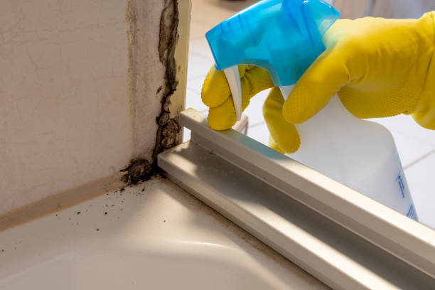 Best Post-Flood Mold Remediation in Fife Heights, WA