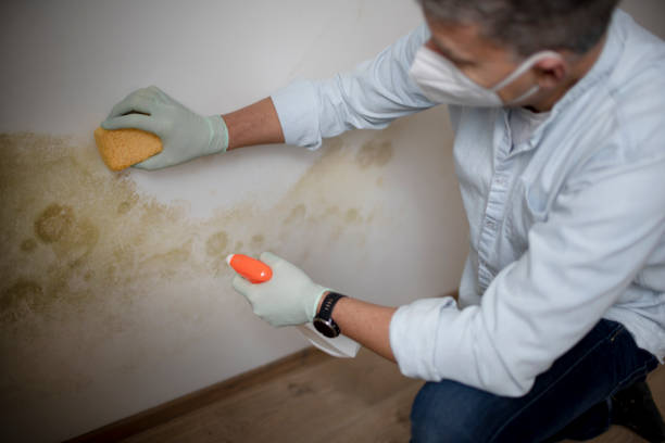 Best Localized Mold Remediation (e.g., coastal areas, humid climates) in Fife Heights, WA