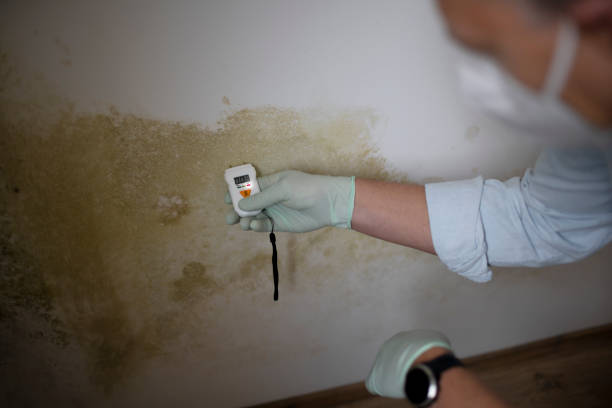 Best Insurance-Related Mold Remediation in Fife Heights, WA